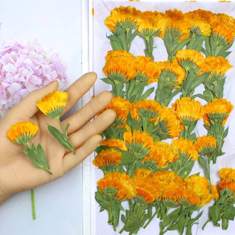 Dried Flower Bookmark - 60 шт., 4-6 см