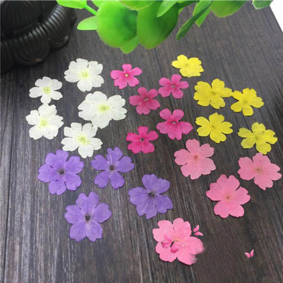 Dried Flower Bookmark - 60 шт. в 1-2 см из-прессованный