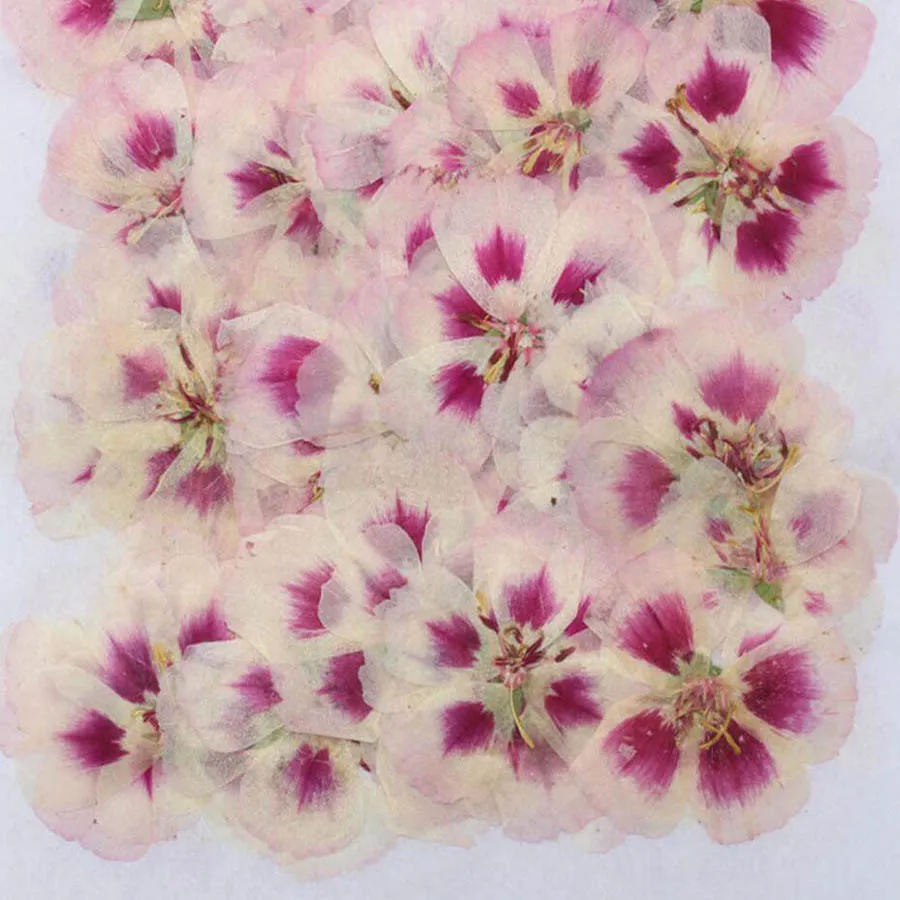 60 шт., размер: 4-7 см прессов – обзор и цена Dried Flower Bookmark
