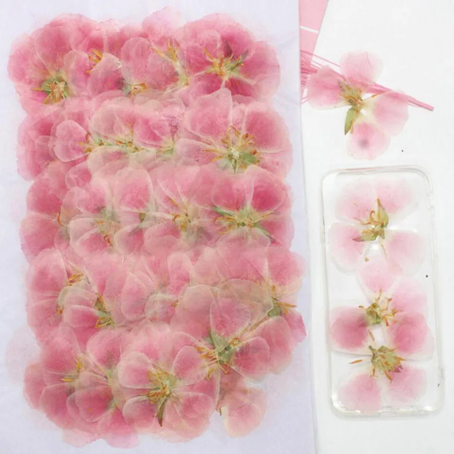 60 шт., размер: 4-7 см прессов – обзор и цена Dried Flower Bookmark