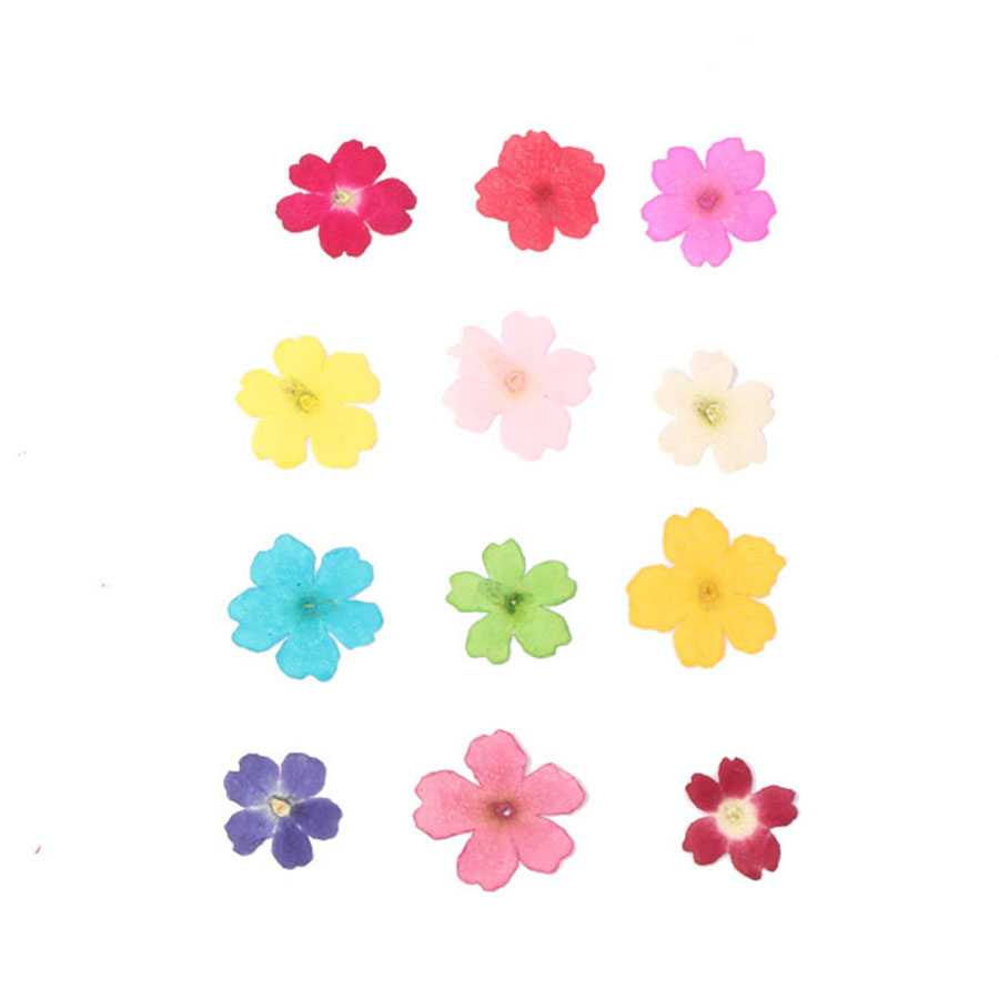 60 шт. в 1-2 см из-прессованны – обзор и цена Dried Flower Bookmark