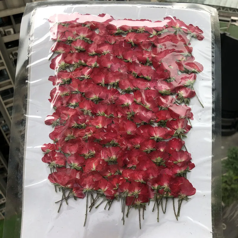 60 шт., сухие боковые прессова – обзор и цена Dried Flower Bookmark