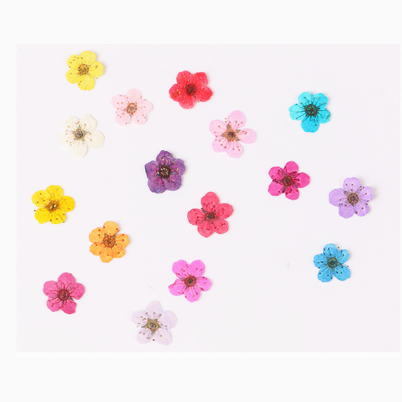60 шт., мини-фотообои с искусс – обзор и цена Dried Flower Bookmark