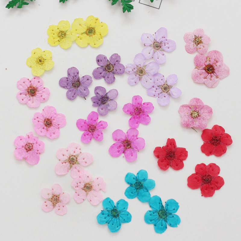 60 шт., мини-фотообои с искусс – обзор и цена Dried Flower Bookmark
