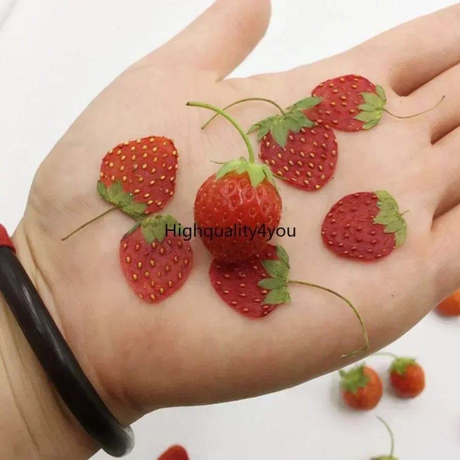 10 шт., сушеные прессованные м – обзор и цена Dried Flower Bookmark