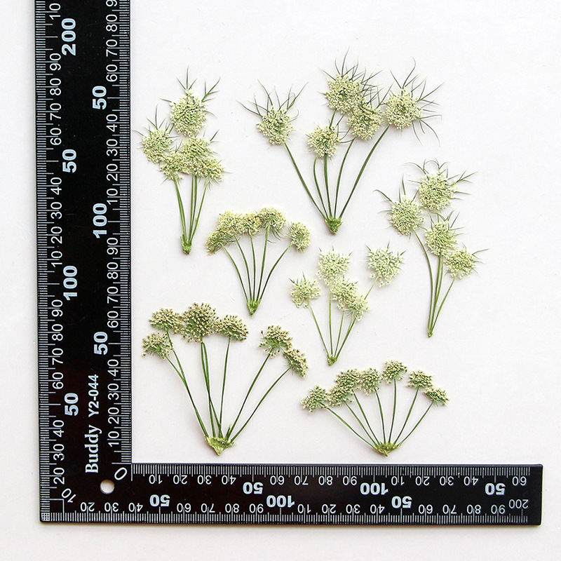 Прессованные сухие цветы ами в – обзор и цена Dried Flower Bookmark