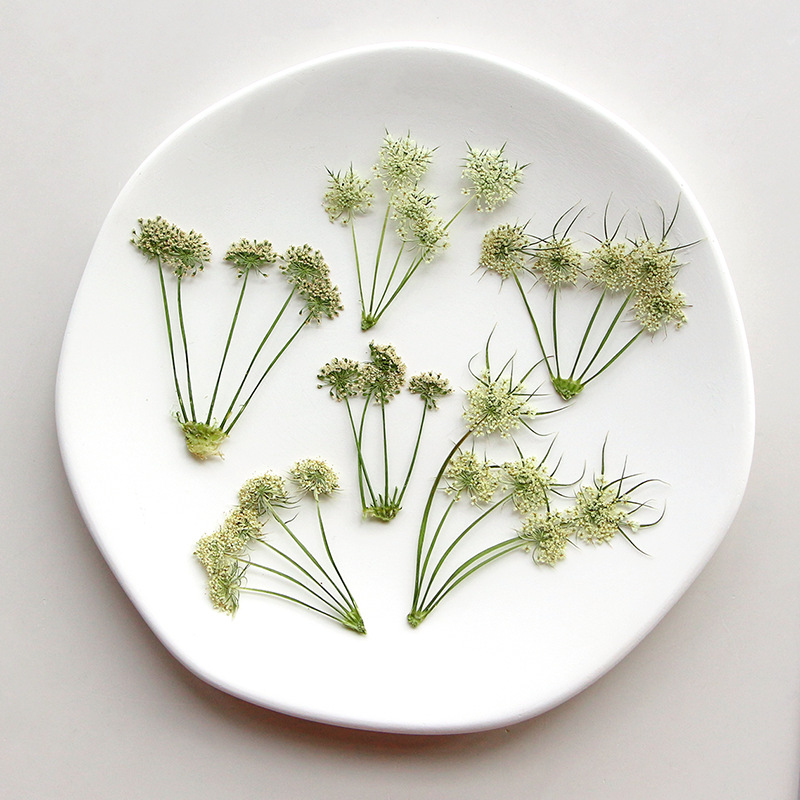 Прессованные сухие цветы ами в – обзор и цена Dried Flower Bookmark